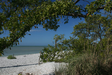 looking through the trees to the white sand beach
