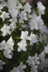 closeup of white azalea bush flowers