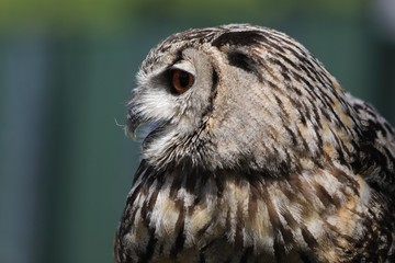 Uhu Portrait von der Seite