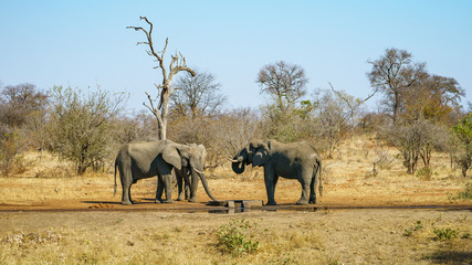 elephants in kruger national park, mpumalanga, south africa 11