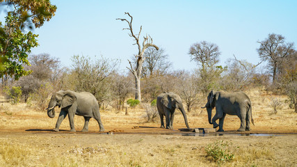 elephants in kruger national park, mpumalanga, south africa 18