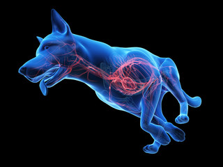 3d rendered medically accurate illustration of a dogs vascular system
