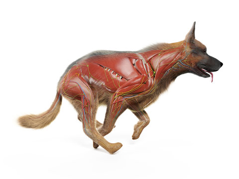 3d rendered medically accurate illustration of a dogs muscles