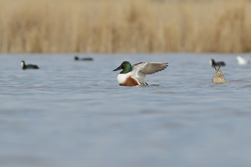 ducks in flight