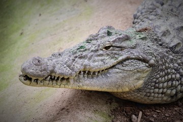 crocodile with mouth open
