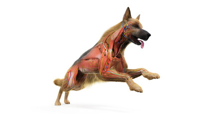 Fototapeta premium 3d rendered medically accurate illustration of a dogs muscles