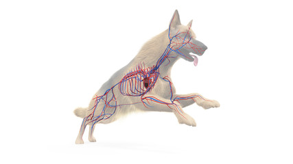 3d rendered medically accurate illustration of a dogs vascular system