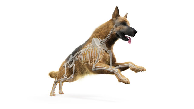 3d rendered medically accurate illustration of a dogs bones