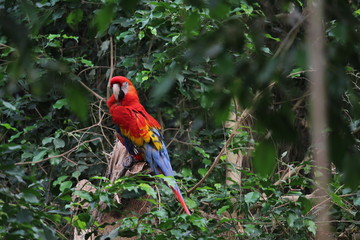 parrot on a branch