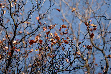 autumn leaves background. tree branch with autumn leaves against the blue sky