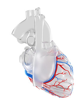 3d rendered medically accurate illustration of the coronary blood vessels