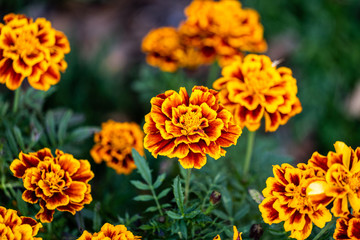 Orange Studentenblumen (Tagetes Patula)