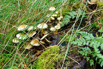 mushroom, nature, mushrooms forest, autumn season for mushrooming mushrooms in grass and ferns food, poisonous