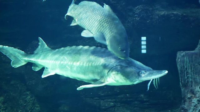 Huso Bilder Durchsuchen 388 Archivfotos, und Videos