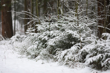 Winter landscape. Forest under the snow. Winter in the park.
