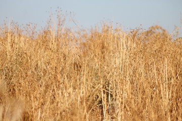 Dry autumn herbs. Meadow ripe ears landscape in the warm evening light. Harvest time.