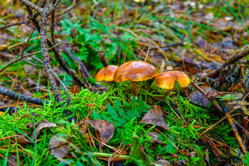 mushroom, nature, mushrooms forest, autumn season for mushrooming mushrooms in grass and ferns food, poisonous