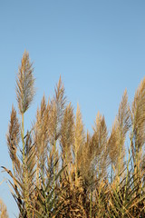 Beautiful fluffy cane, reed close up background. Silhouettes of herbs.