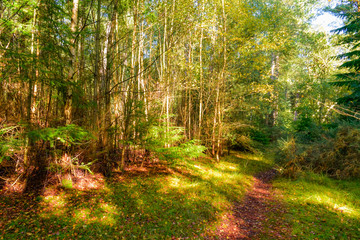 beautiful golden autumn forest