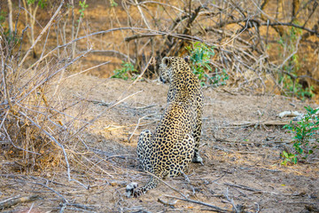 leopard in kruger national park, mpumalanga, south africa 5