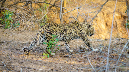 leopard in kruger national park, mpumalanga, south africa 8