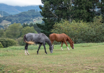 A pair of beautiful horses are grazing in a forest meadow.  Autumn day