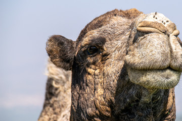 Portrait of a camel in Morocco