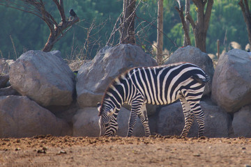 Obraz na płótnie Canvas A zebra in the wildlife
