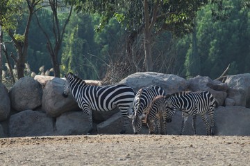 Fototapeta na wymiar Zebras in the savannah