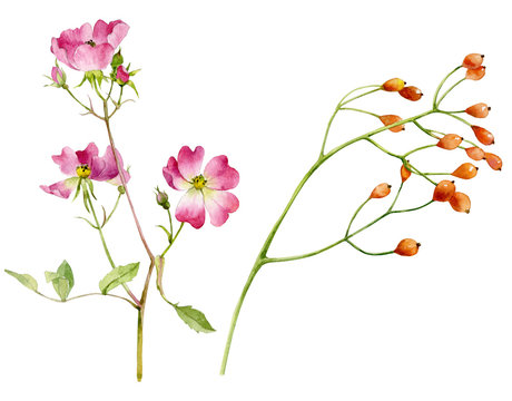 A set of watercolor painted flowers of rose hips and a twig with fruits of garden rose hips on a white background.