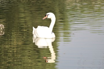Naklejka premium Swan on the lake with reflections