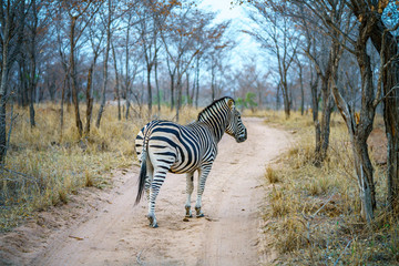zebra in kruger national park, mpumalanga, south africa 11