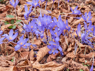 Colchicum autumnale, purple small flowers on the ground covered with brown aitumn leaves
