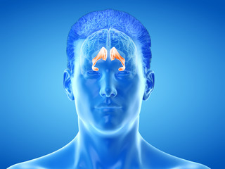 3d rendered medically accurate illustration of the brain anatomy - the lateral ventricle