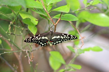 Dovetail butterfly hanging upside down