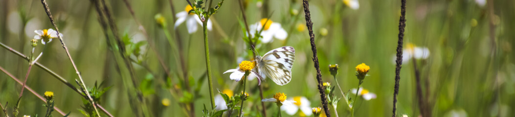 Mariposa blanca en un campo de flores