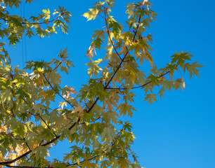  Early autumn. Yellow leaves of a maple tree on a clear autumn day . Blue sky background.