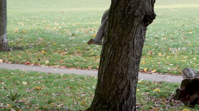 Grey Squirrels playing in Autumn and Fall, Foraging squirrels get chased by dogs and climb trees, Victoria Park, London