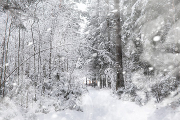Fototapeta premium Winter landscape. Forest under the snow. Winter in the park.