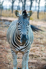 zebra in kruger national park, mpumalanga, south africa 24