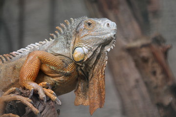 Iguana on the branch