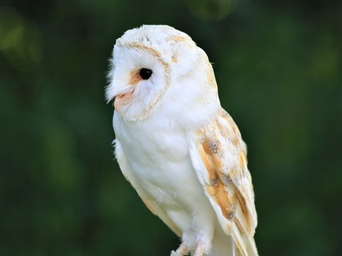Schleiereule Tyto alba