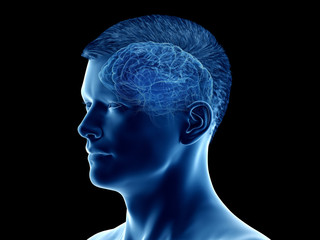 Obraz premium 3d rendered medically accurate illustration of the brain anatomy - the cortex