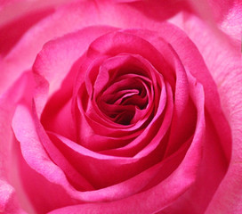 Fototapeta na wymiar macro shot of a delicate pink rose