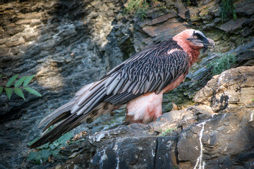 bearded vulture