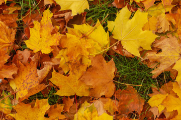 Beautiful yellow maple leaves, close  up