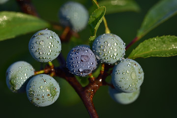 Closeup of blue ripe sloes hanging with water drops on branch against green background