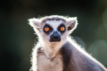 Lemur catta portrait 