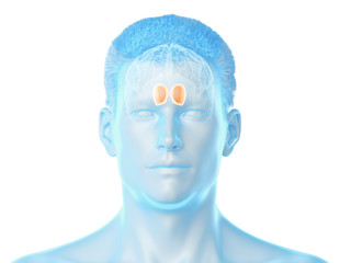 3d rendered medically accurate illustration of the brain anatomy - the thalamus