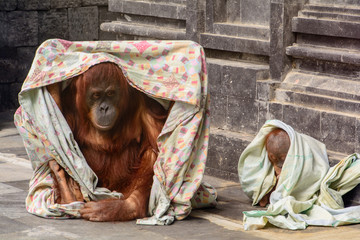 Orangutan with baby playing with a blanket in the zoo © Geert